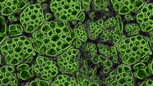 Polymer Influence on the Rheological Properties of Co-Processed Microcrystalline Cellulose and Sodium Carboxymethylcellulose