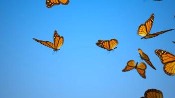 monarch butterflies | © Studiofy - stock.adobe.com