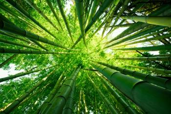 bamboo forest | © enjoynz - stock.adobe.com