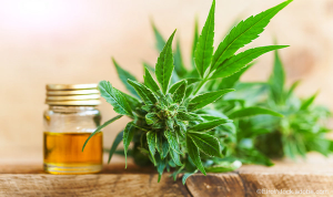 CBD oil and physician liability