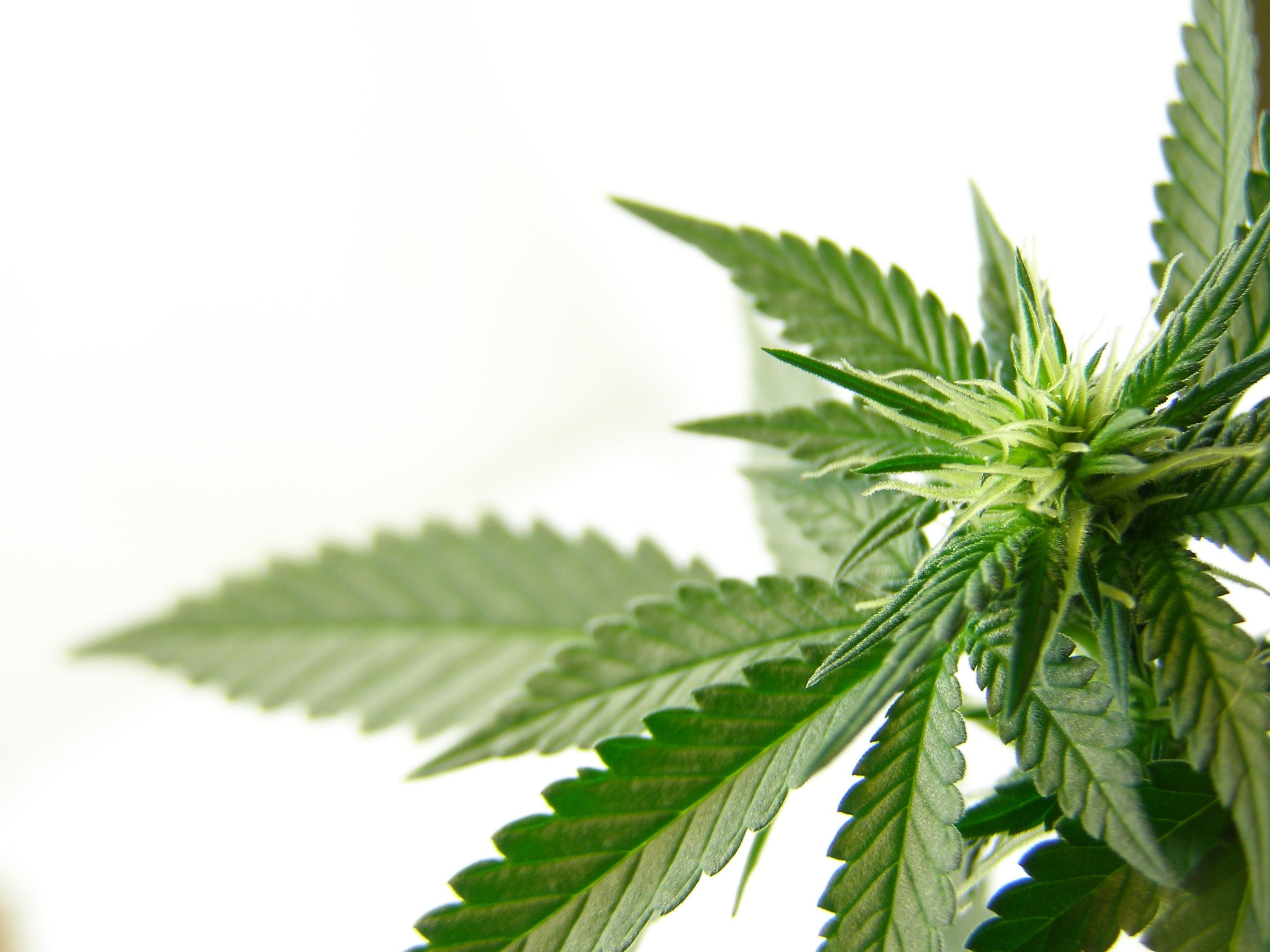 Cannabis Legalization: What Psychiatrists Need to Know Cannabis Legalization: What Psychiatrists Need to Know