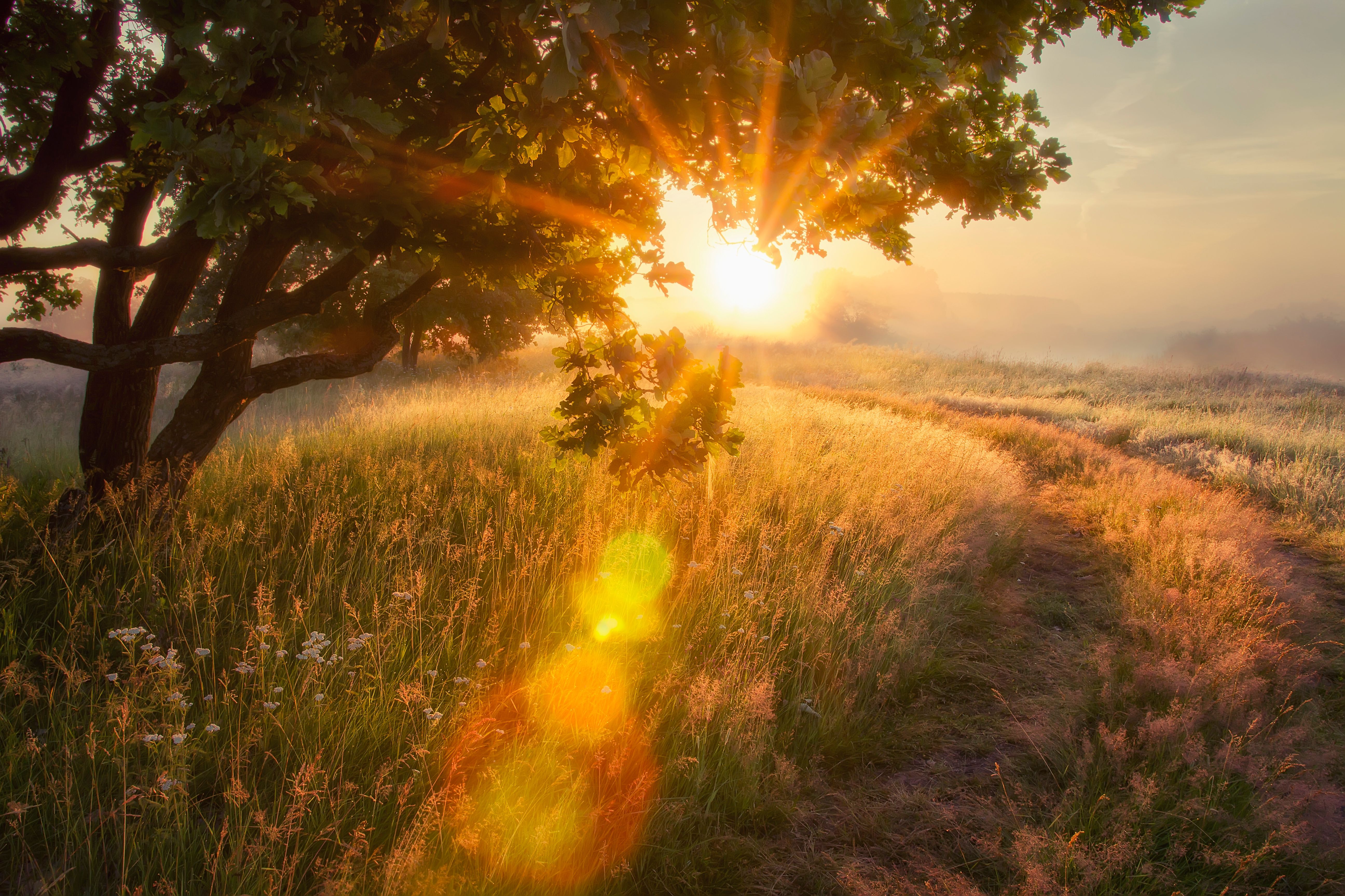  Landscape rays of sun through branches of tree. early autumn on morning sunrise Solar glare ©  dzmitrock87 Adobestock