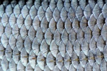 fish scales