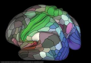 Brain Pathways: New Approaches to Structure-Function Localization