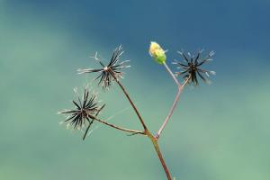 The Impact of Patient Suicide on Clinicians 