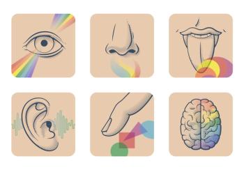 senses