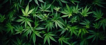 cannabis