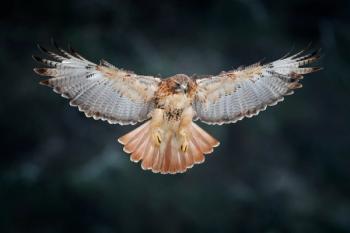 hawk