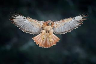 hawk