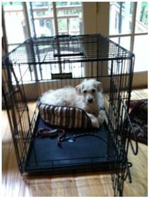 Bilingual Kids and . . . Dogs?