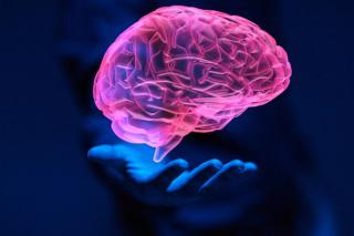 brain schizophrenia