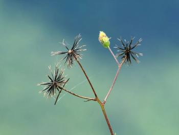 SomchartRojchanakanok-Shutterstock.com