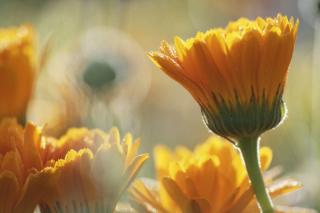 Here Comes the Sun After a Harsh Week