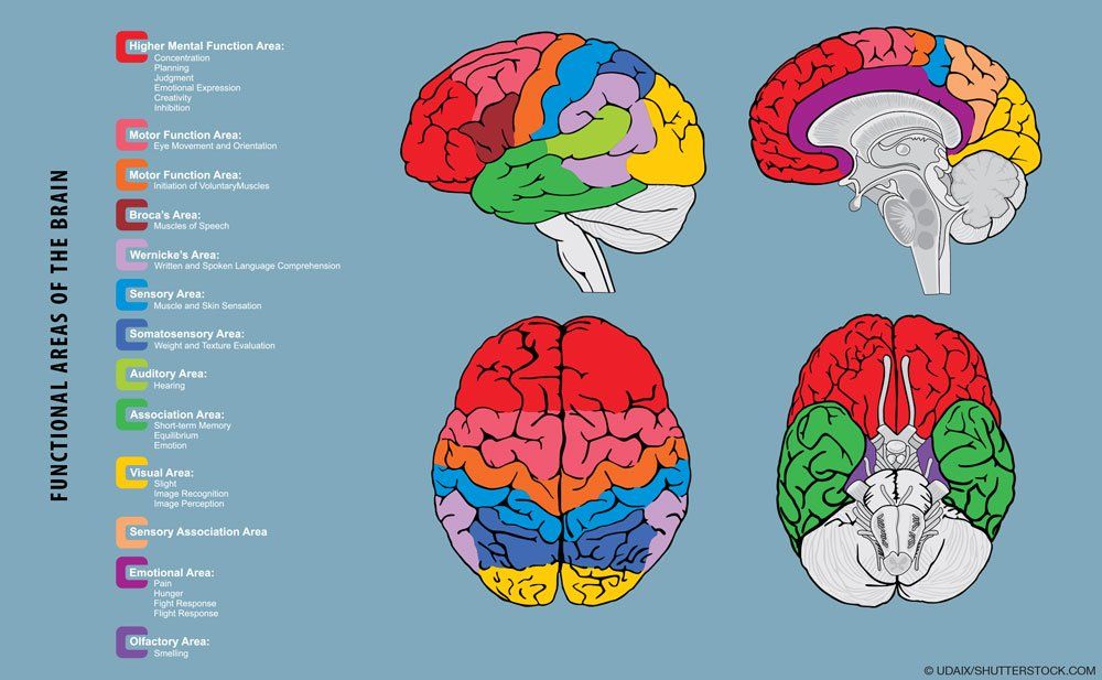 functional areas of the brain