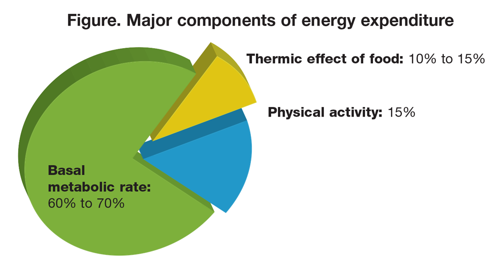 Major components of energy expenditure