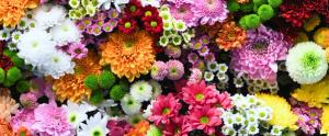 Lessons From my Garden About Patient Care