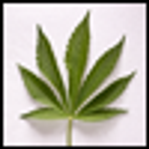 Marijuana Withdrawal Syndrome: Should Cannabis Withdrawal Disorder Be Included in DSM-5?