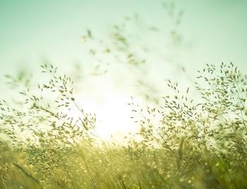 long grass