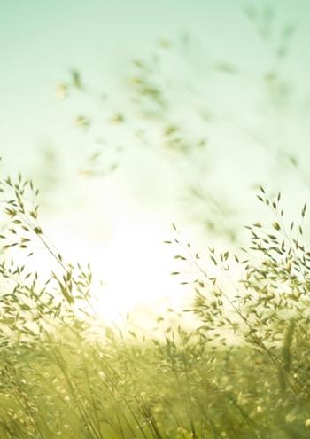 long grass