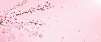 cherry blossom