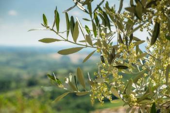 olive trees