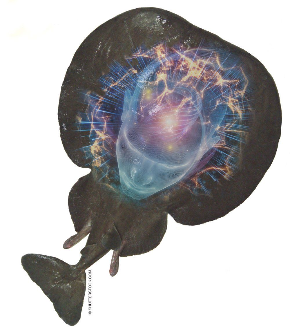 Transcranial Stimulation and Schizophrenia