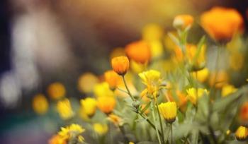 mental health, psychiatry