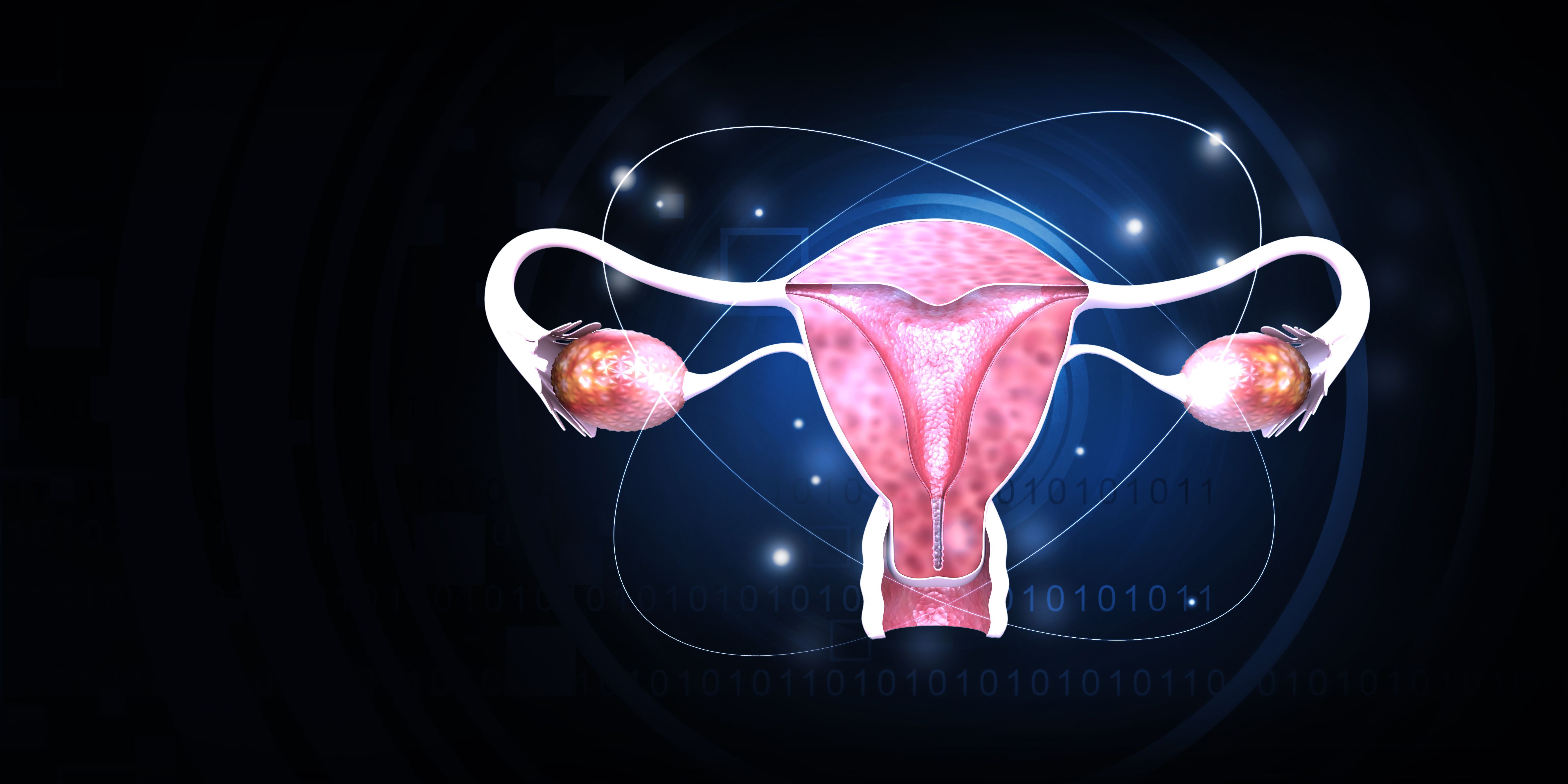 uterus