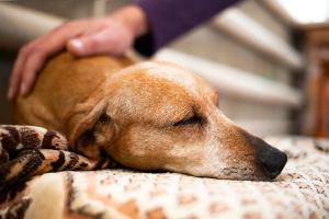 pet dying