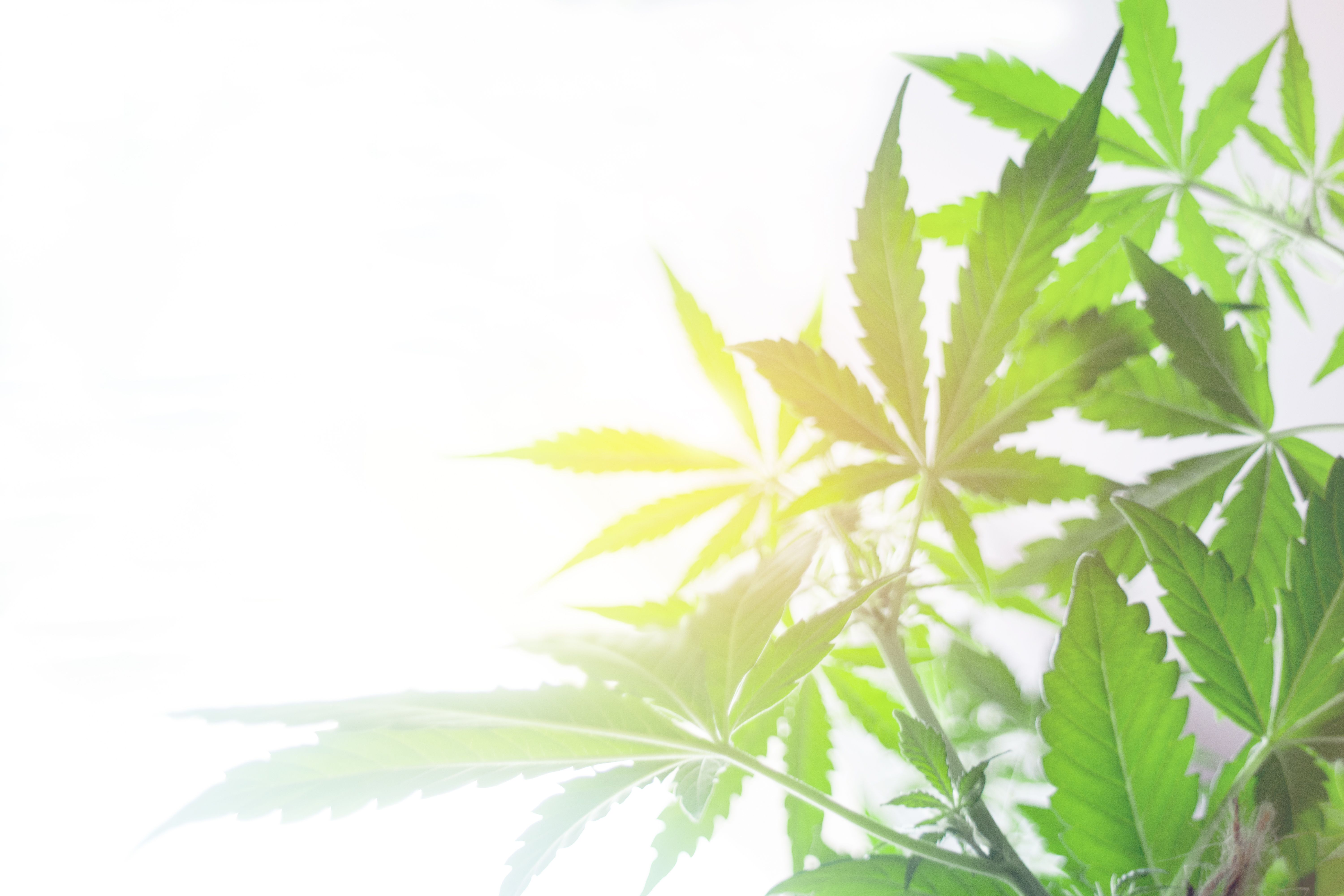 cannabis