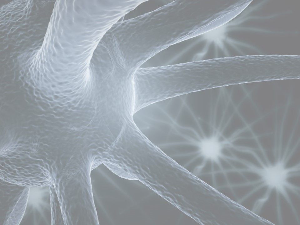 neurons