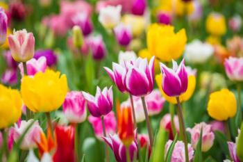 tulips