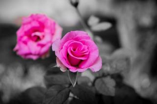 Turn Up the Spice: Natural Aphrodisiacs