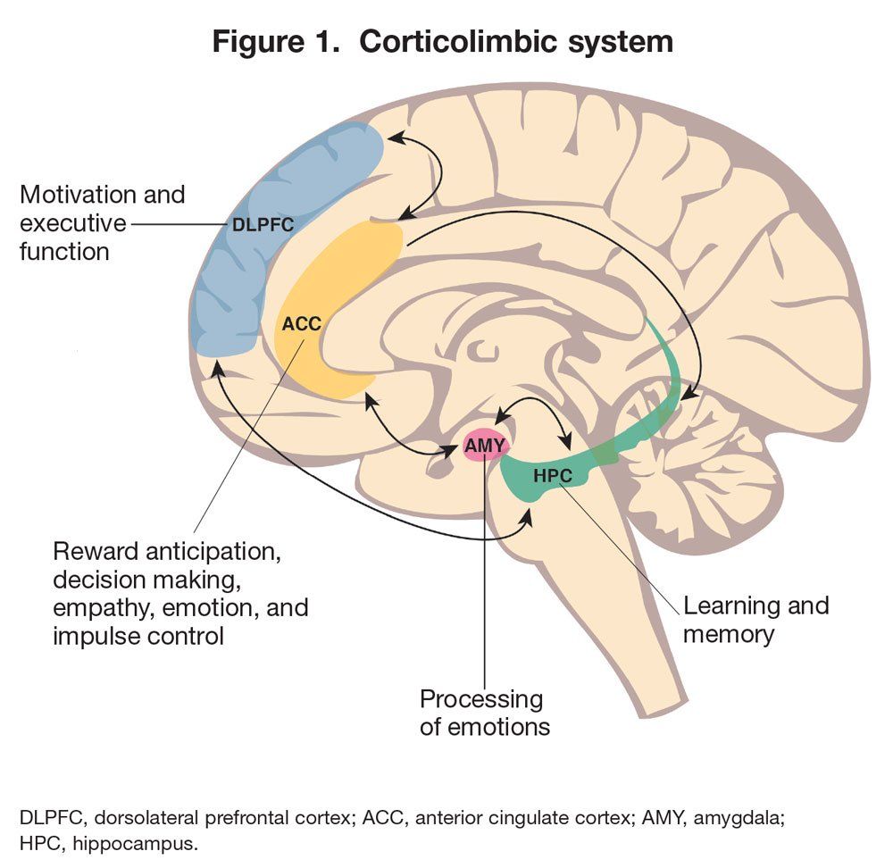The Neurobiology of Borderline Personality Disorder