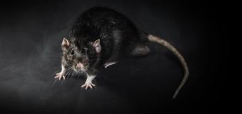 rat