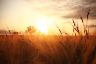 summer field