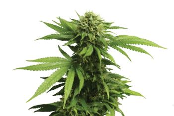 cannabis