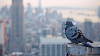 pigeon city