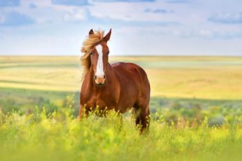 horse