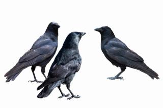 crows