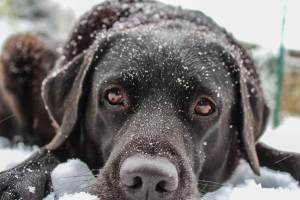 A Dog Says "Thank You"
