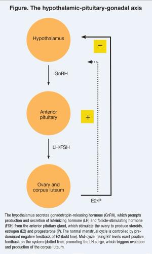 Figure. The hypothalamic-pituitary-gonadal axis