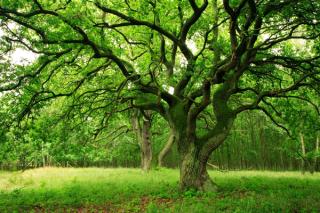 Deep Roots and Sorrow