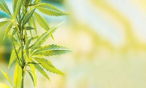 An Overview of Cannabis Use in Individuals With Affective Disorders