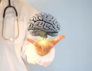 brain 