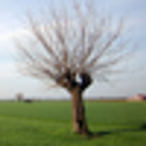 Grief and Resilience After Loss of Mind, Body, and Homeland