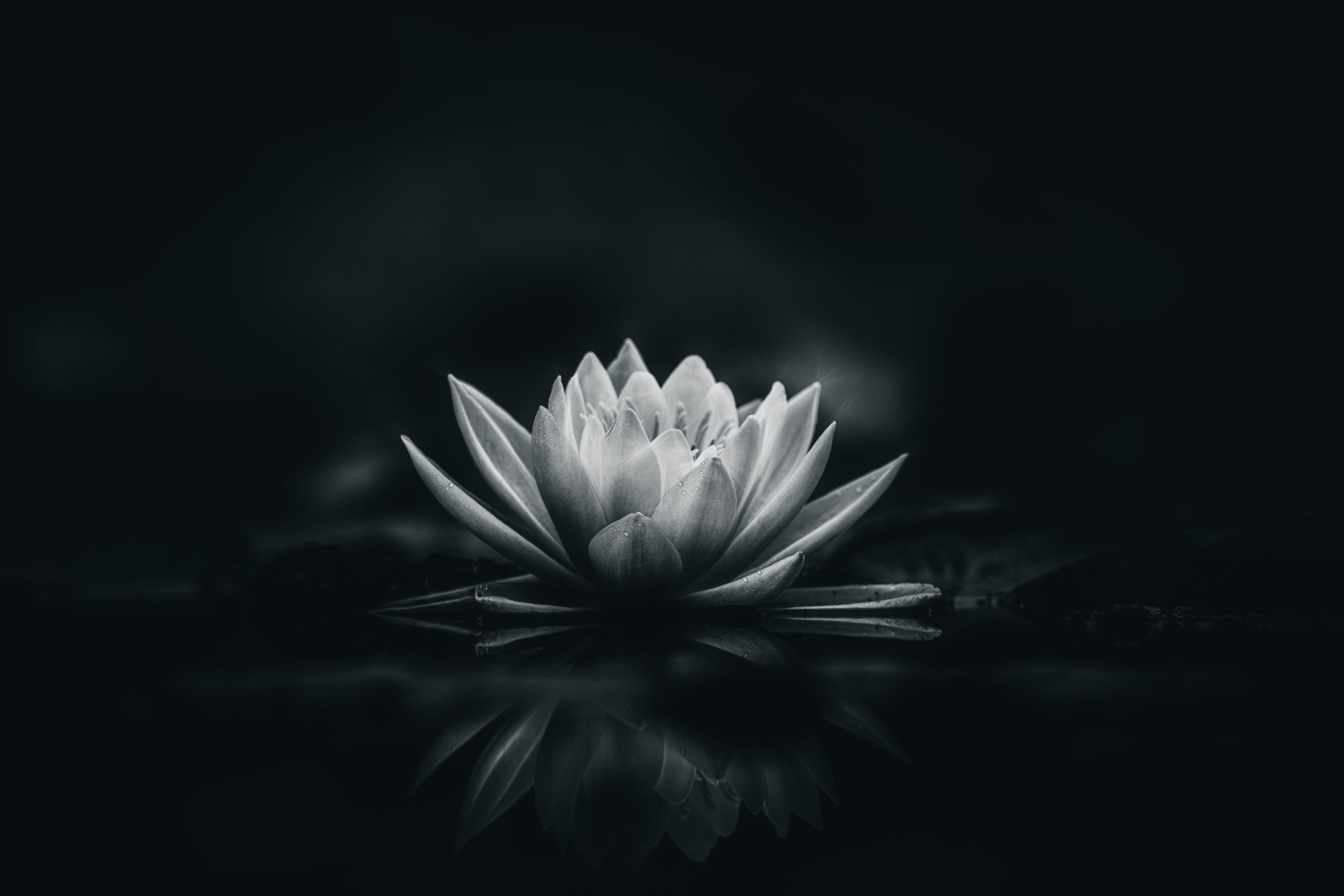 white lotus
