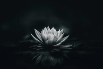 white lotus