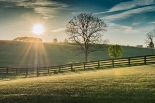 "Tender Fences"