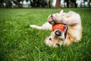 Service Dogs for Veterans With PTSD